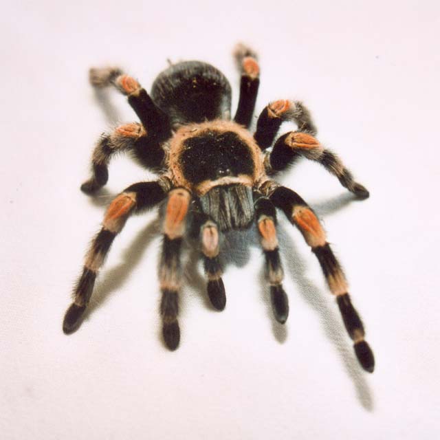 Brachypelma_Smithii.jpg