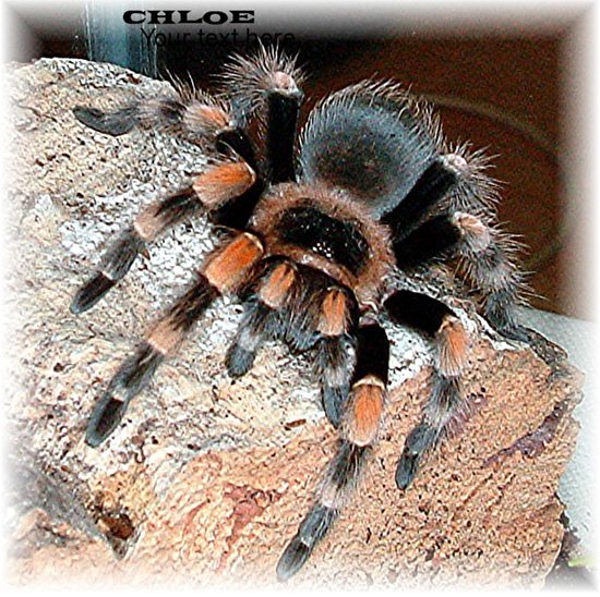 dionne-moore-smithi.jpg