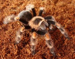258px-Brychypelma_smithi_3.jpg